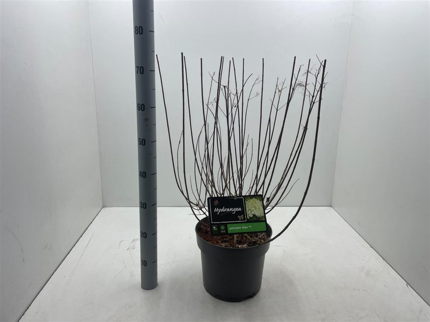 Hydrangea pan. 'Bobo' - C7,5